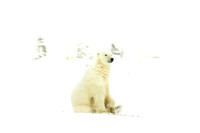171117-Churchill-0388-