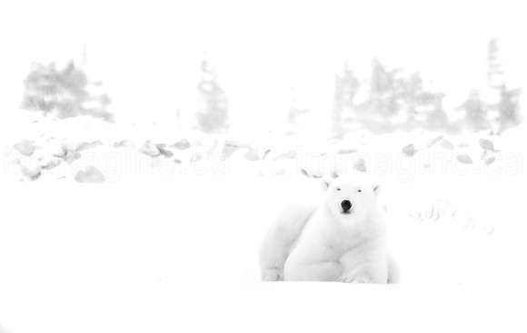 171117-Churchill-0326
