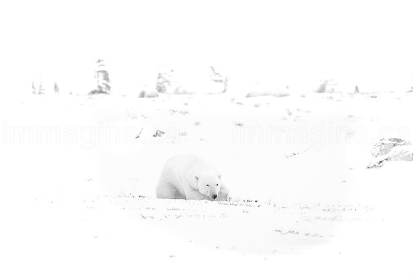 171117-Churchill-0363