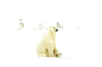 171117-Churchill-0388