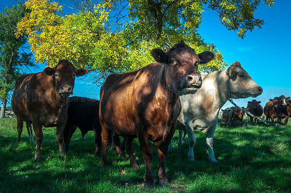 2015-09-20_Country_Drive-810