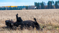 2015-10-11_Riding_Mtn-673-Edit-Edit