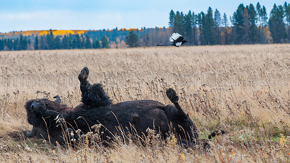 2015-10-11_Riding_Mtn-673-Edit-Edit