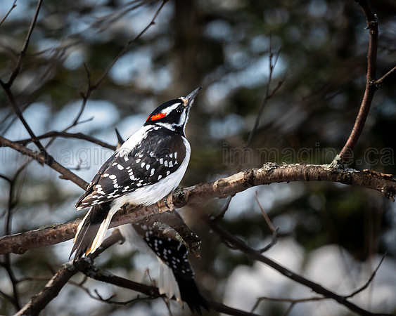 220221-Falcon_Trails-0166