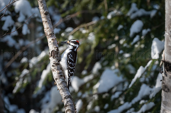 220221-Falcon_Trails-0198-Edit