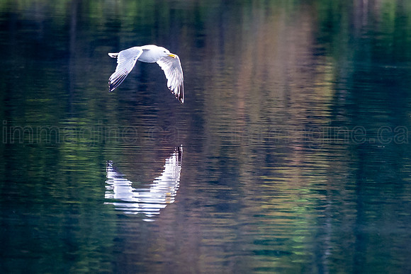 220620-Sandpiper-38-Edit