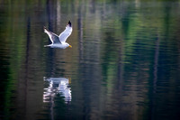 220620-Sandpiper-42-Edit
