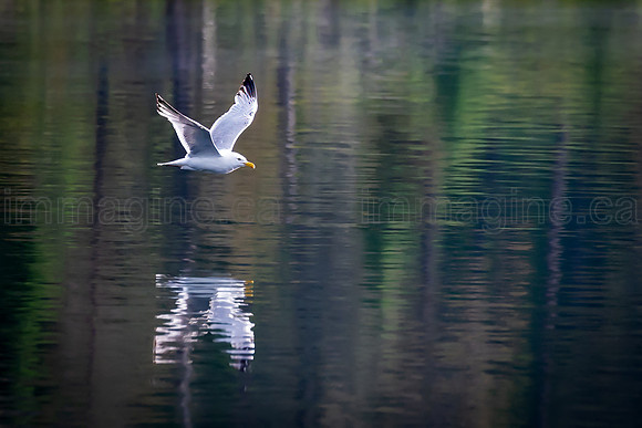 220620-Sandpiper-42-Edit