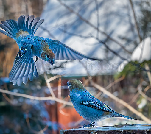230220-Falcon_Trails-0316-Edit-Edit