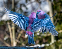 230220-Falcon_Trails-0192-Edit-Edit