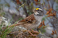 230512 Sandpiper-0613-Edit