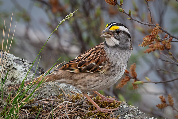 230512 Sandpiper-0613-Edit