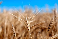 _DSC0075_476089