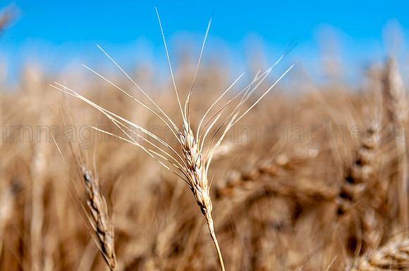 _DSC0075_476089