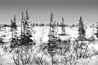 171117-Churchill-0267
