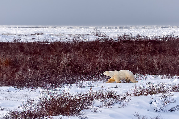171117-Churchill-0995-Edit