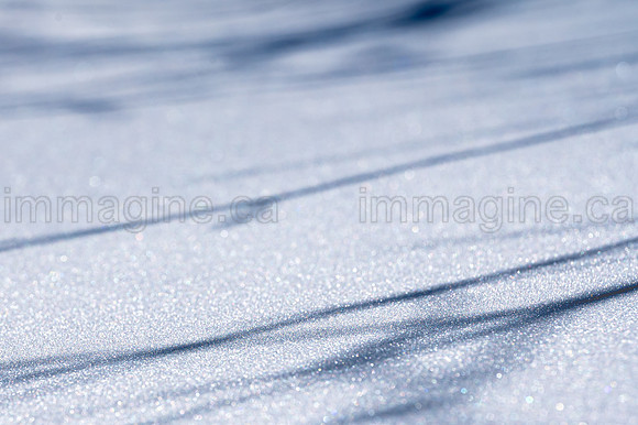 220221-Falcon_Trails-0703