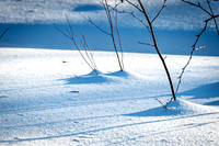 220221-Falcon_Trails-0277