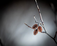 220221-Falcon_Trails-0653