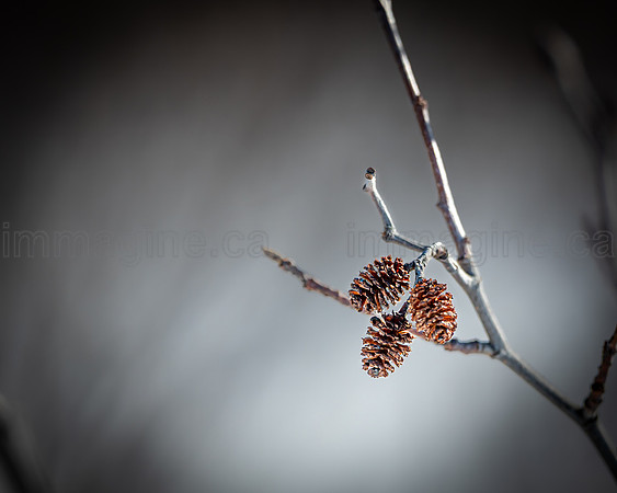220221-Falcon_Trails-0653