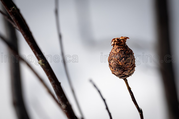 220221-Falcon_Trails-0676