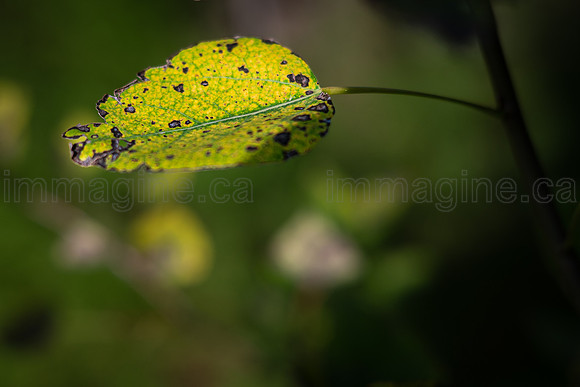 230819-Laughing Water-0106